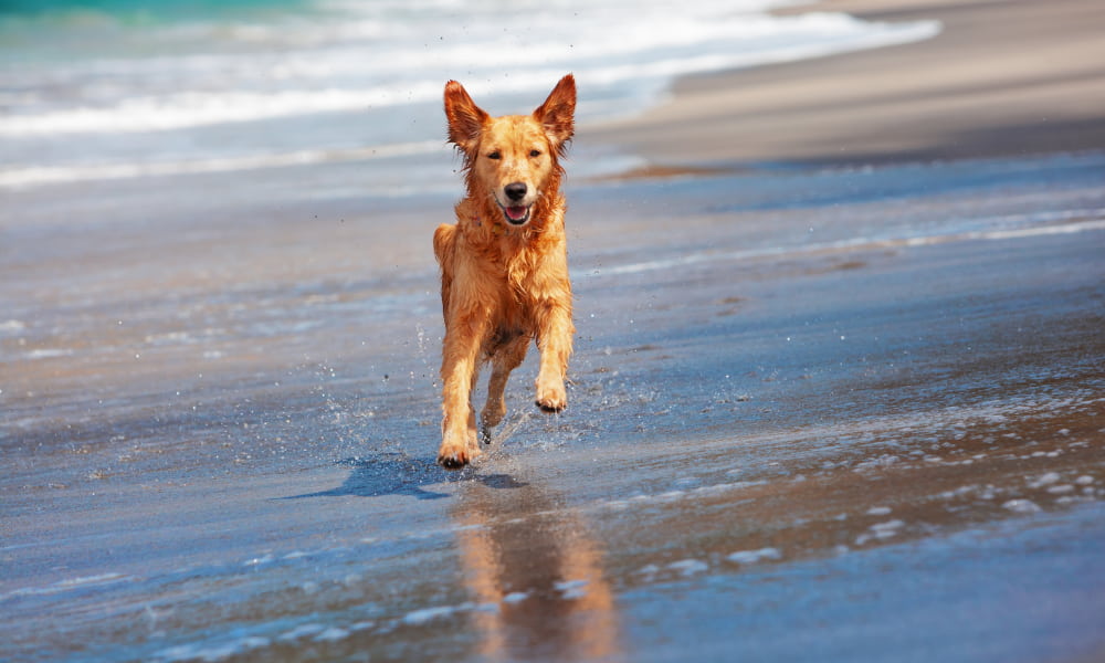 a dog running happily on the beach