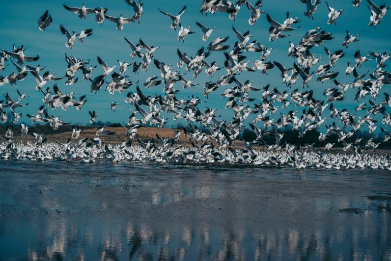 ducks flying