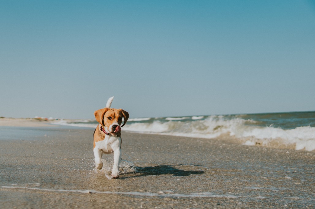 dog-on-beach-in-delaware