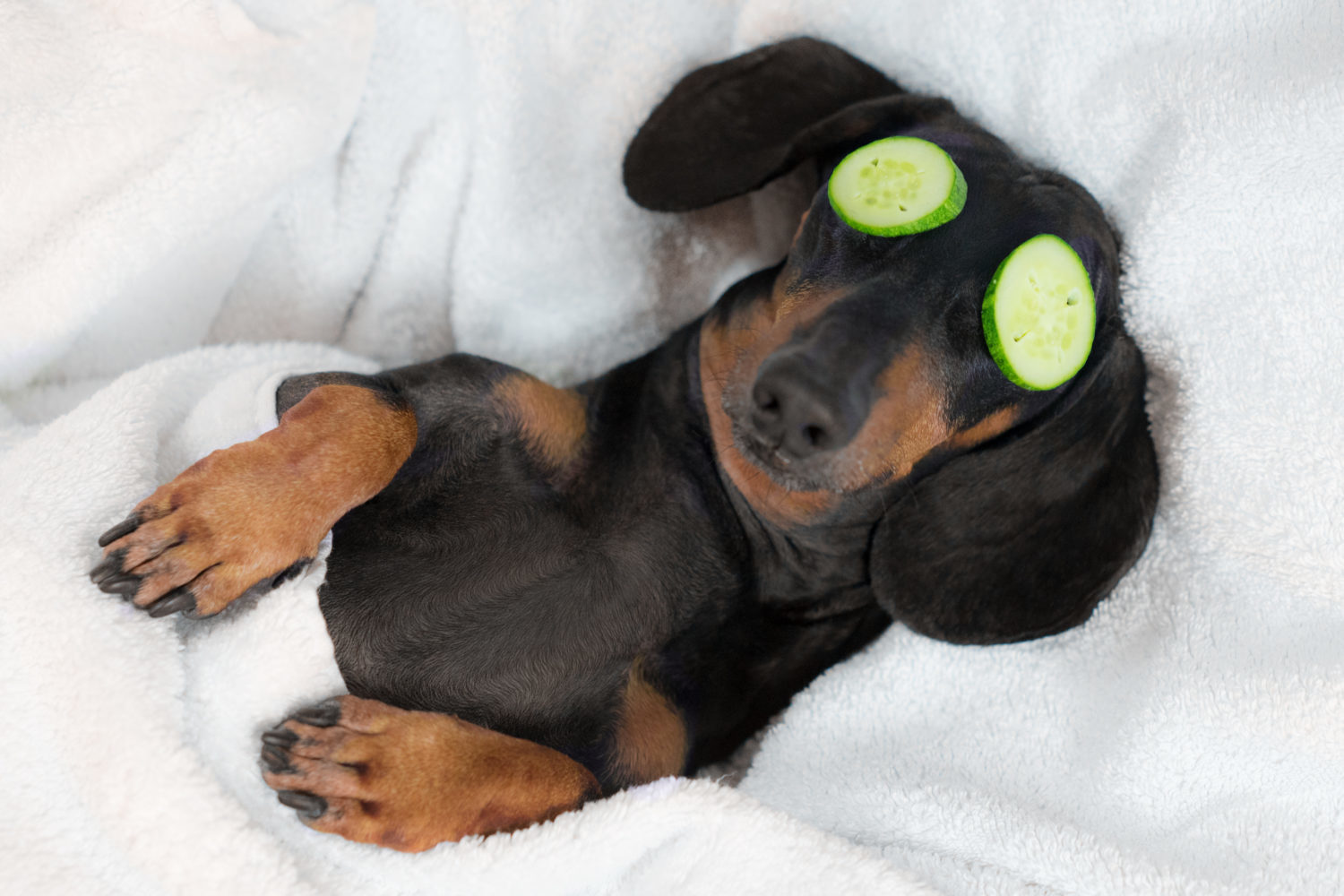 Canalside Inn dog dachshund, black and tan, relaxed from spa procedures on face with cucumber, covered with a towel