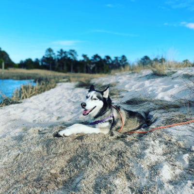 dog on the beach