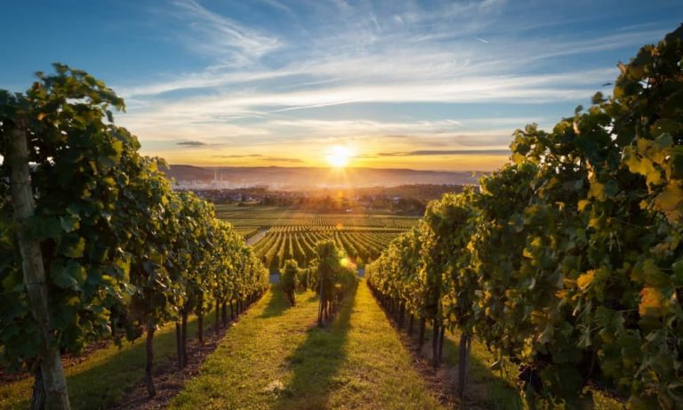 Rows of vines mark a vineyard near Rehoboth Beach, Delaware, at sunset