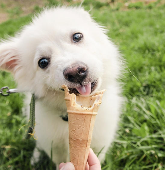 dog on walk eating ice cream