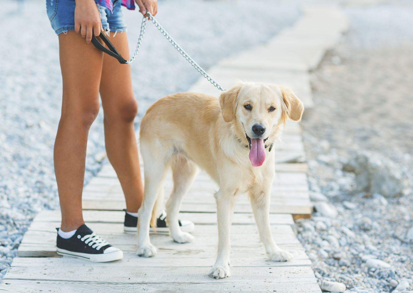 Rehoboth-Beach-Dog-Friendly-Canalside-inn