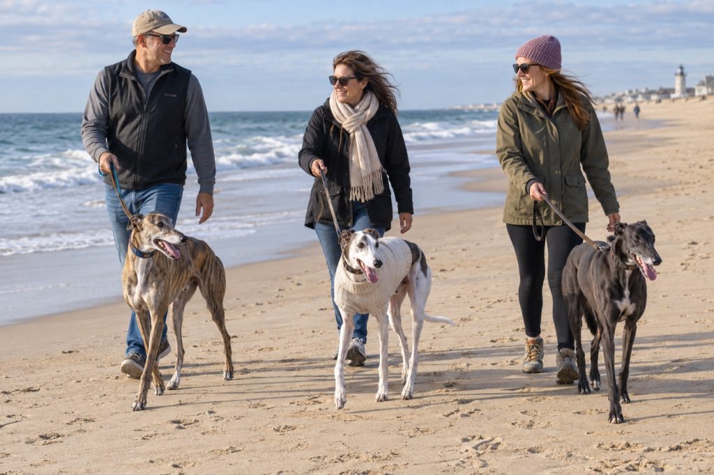 Three greyhounds walking with their owners on Rehoboth Beach in October