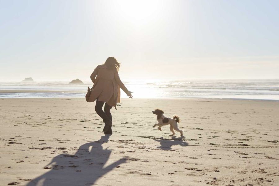 Unleash-the-Perfect-Pet-Friendly-Getaway-at-a-Rehoboth-Beach-Pet-Friendly-Hotel