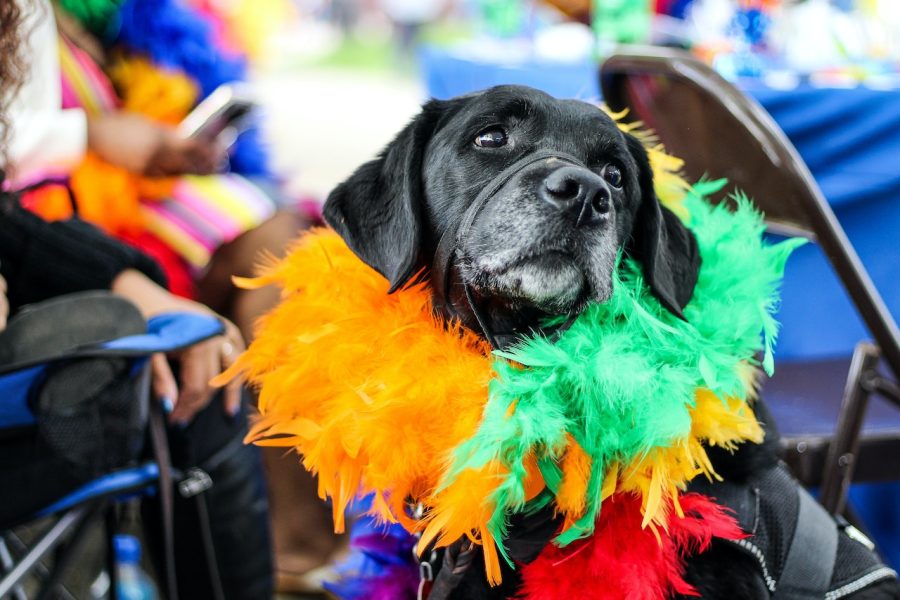 Delaware's best festivals, dog costume, Sea Witch Festival