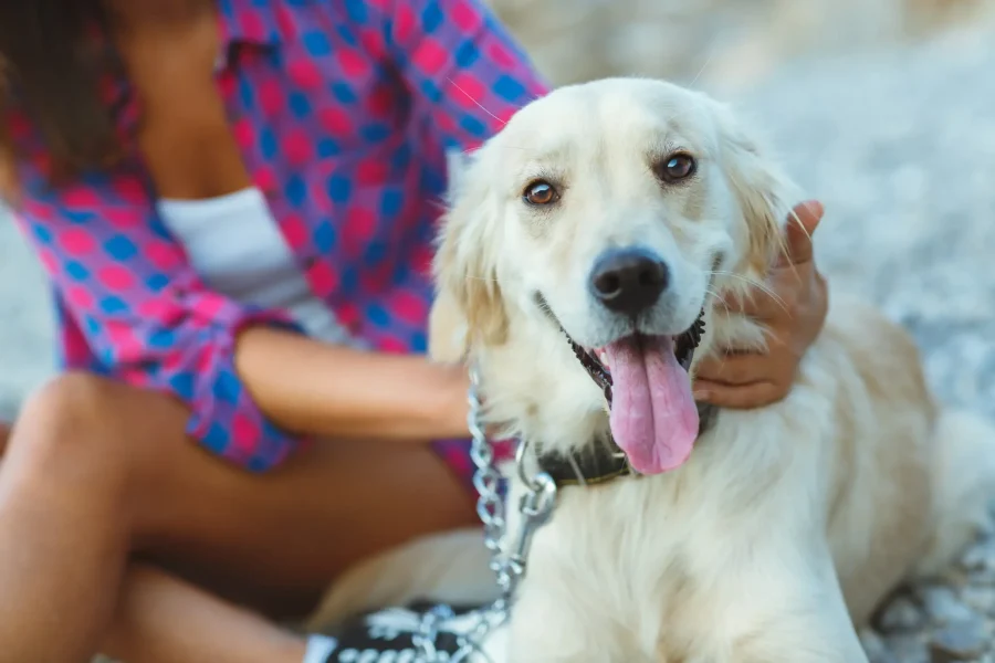 Rehoboth Beach Dog Friendly Hotel